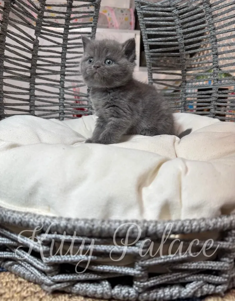 Scottish Straight kitten playing under a gray pom-pom