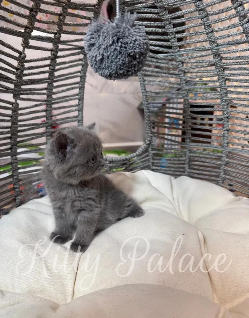 Jasmine the blue Scottish Straight kitten playing in a wicker chair