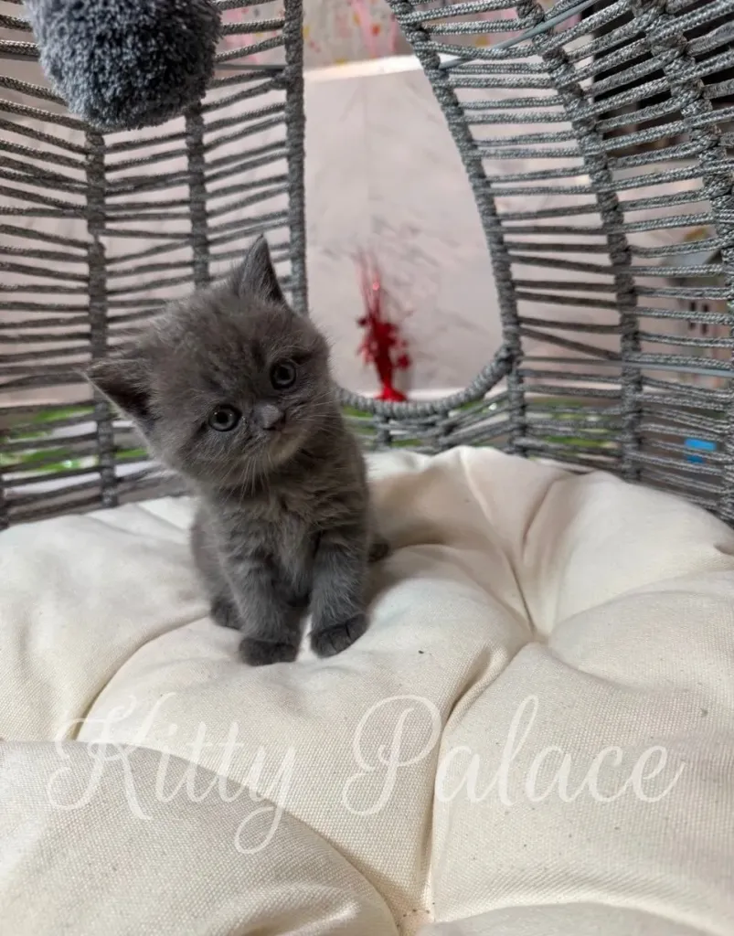 Charming blue kitten gazing curiously around