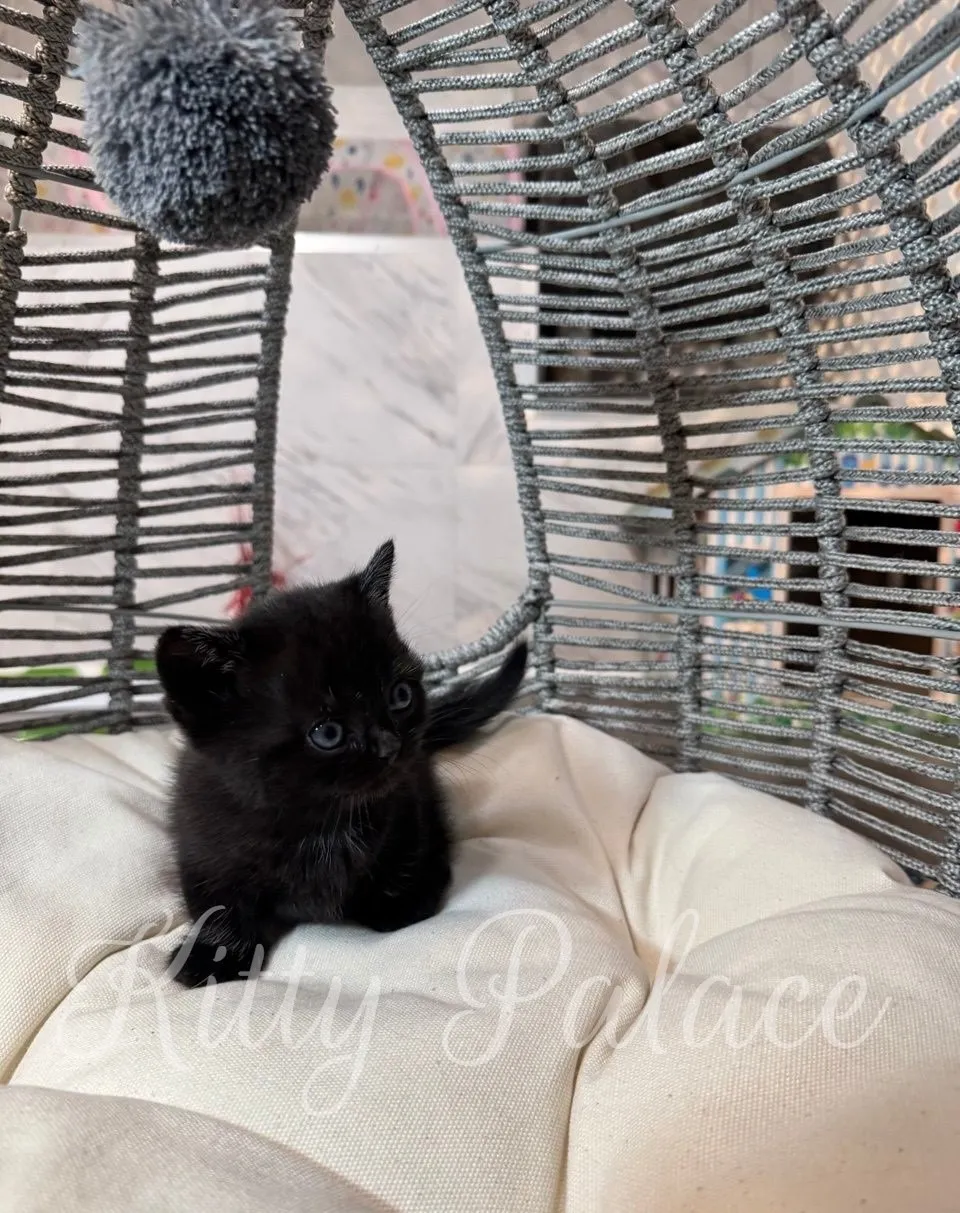 Close-up of Kitty, a black Munchkin kitten for sale, looking at the camera