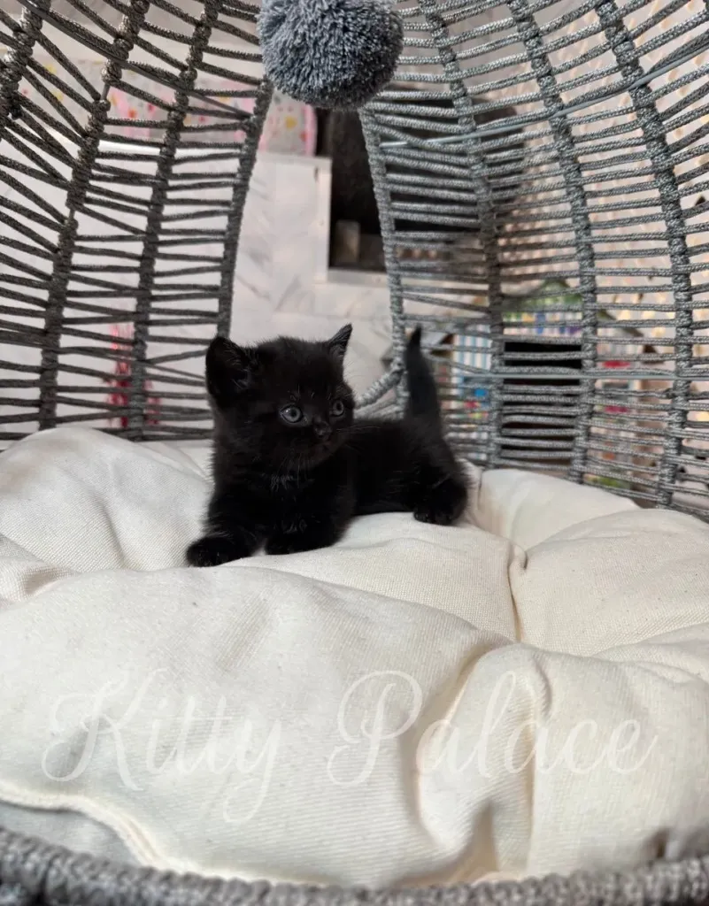 Curious black kitten gazing up at a pompom toy