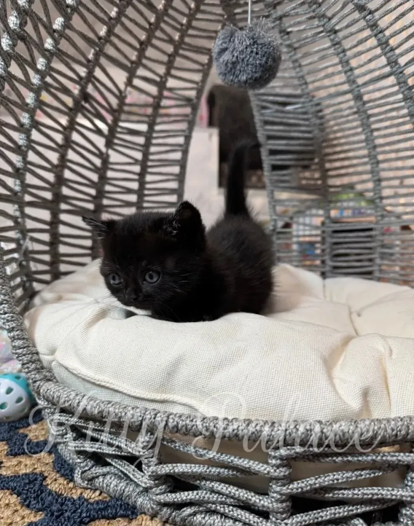 Black Munchkin kitten exploring her soft round bed