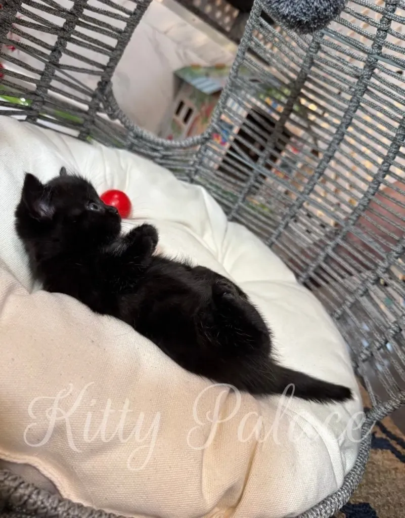 Tiny kitten relaxing in a hanging chair with a red toy nearby