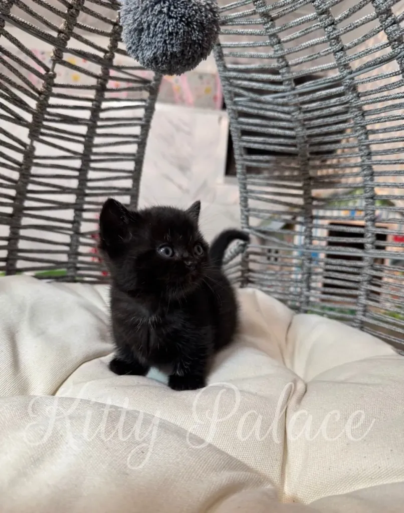 Kitty the Munchkin sitting confidently with bright blue eyes