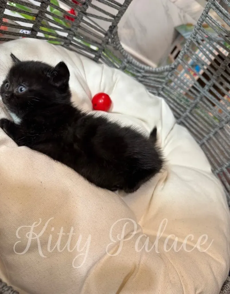 Adorable black kitten with short legs watching her surroundings