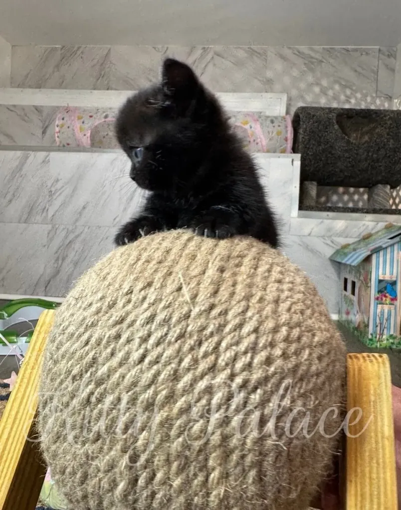 Black Munchkin kitten playing beside a red ball inside her cozy space