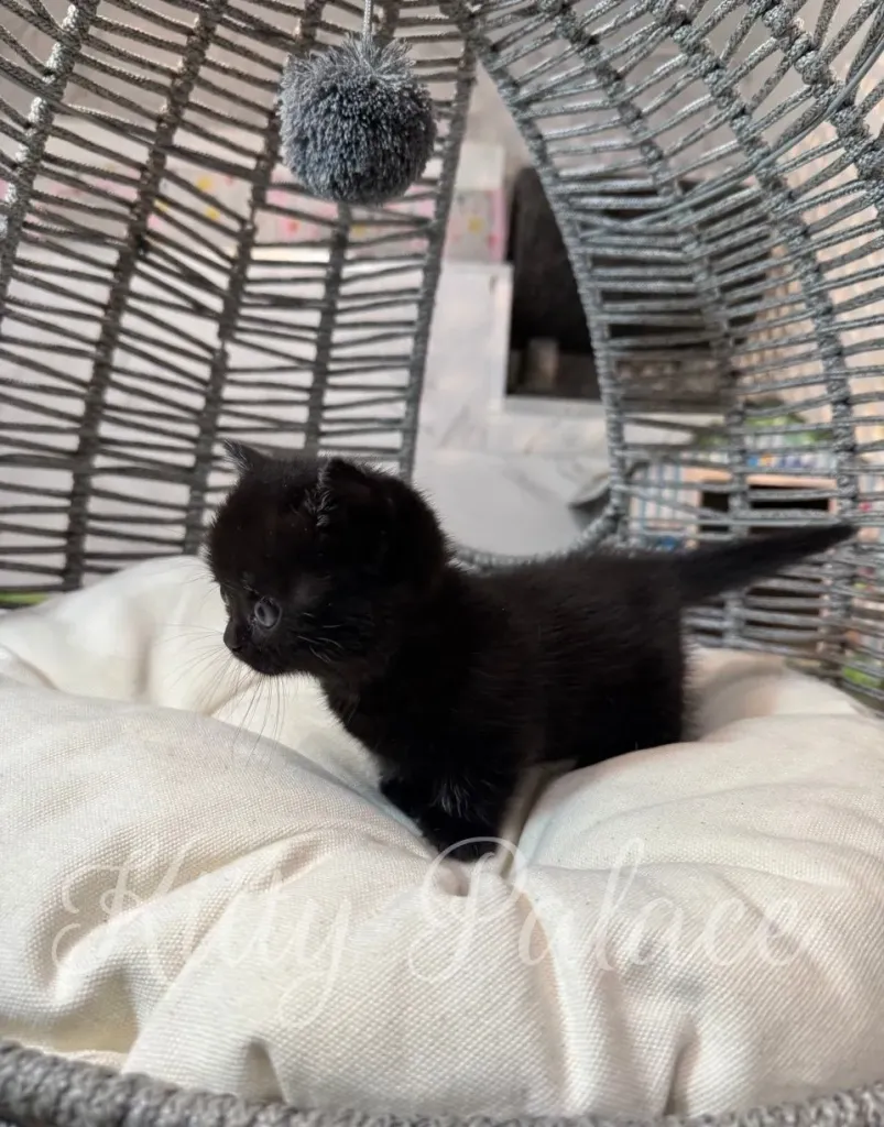 Kitten peeking over a tall sisal scratching post
