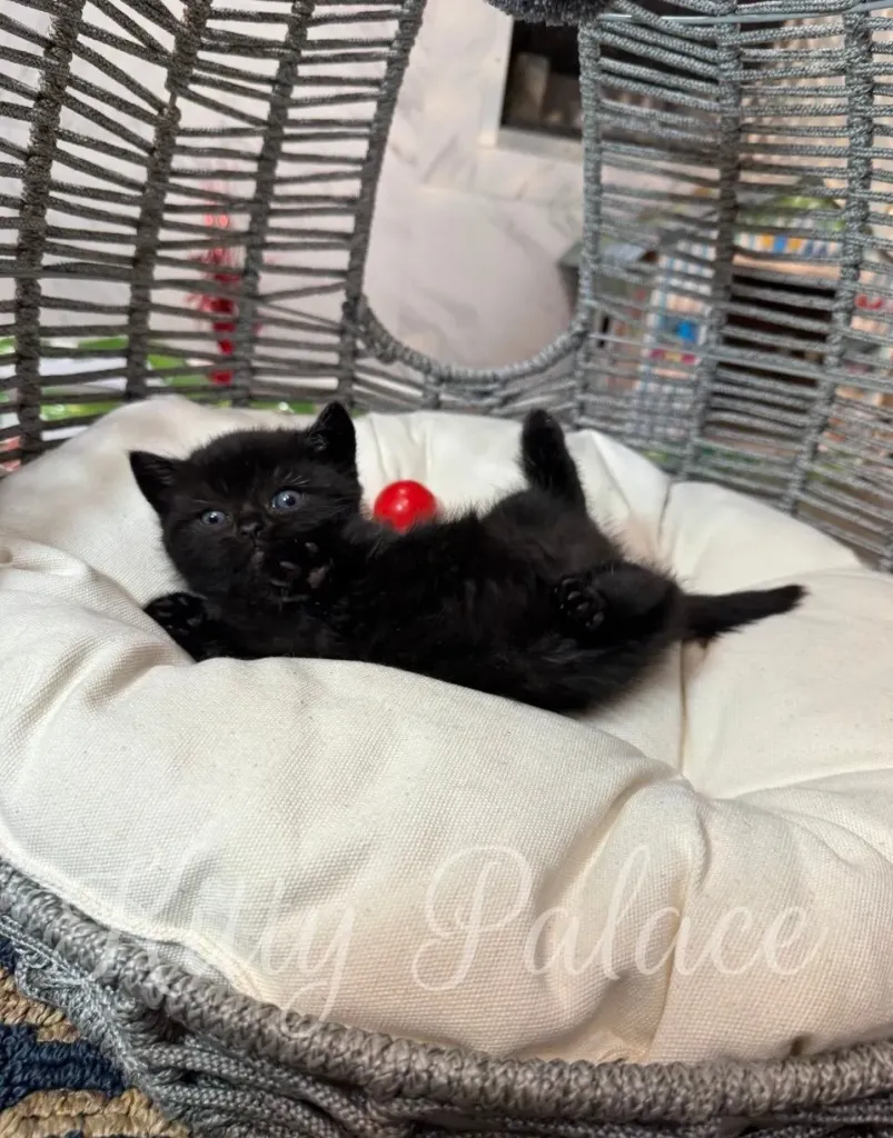 Playful black Munchkin kitten lying on her back in a cozy basket