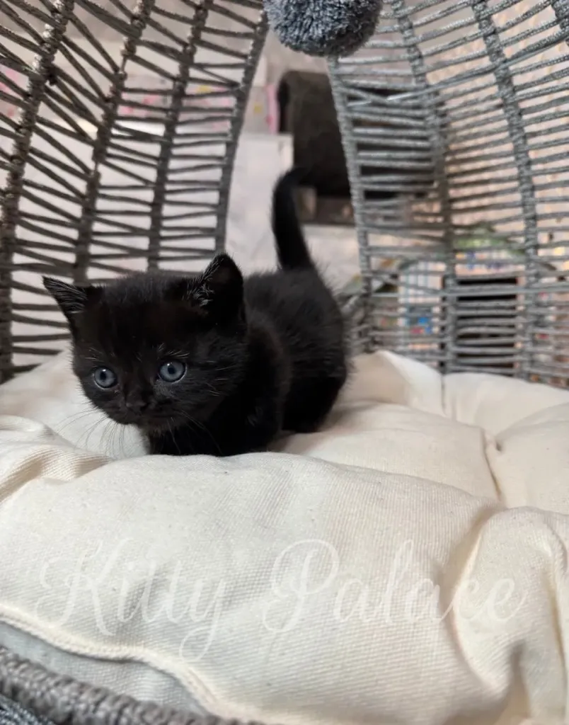 Scottish Munchkin kitten standing alert in a modern cat pod