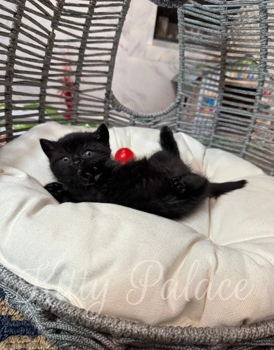 Playful black Munchkin kitten lying on her back in a cozy basket