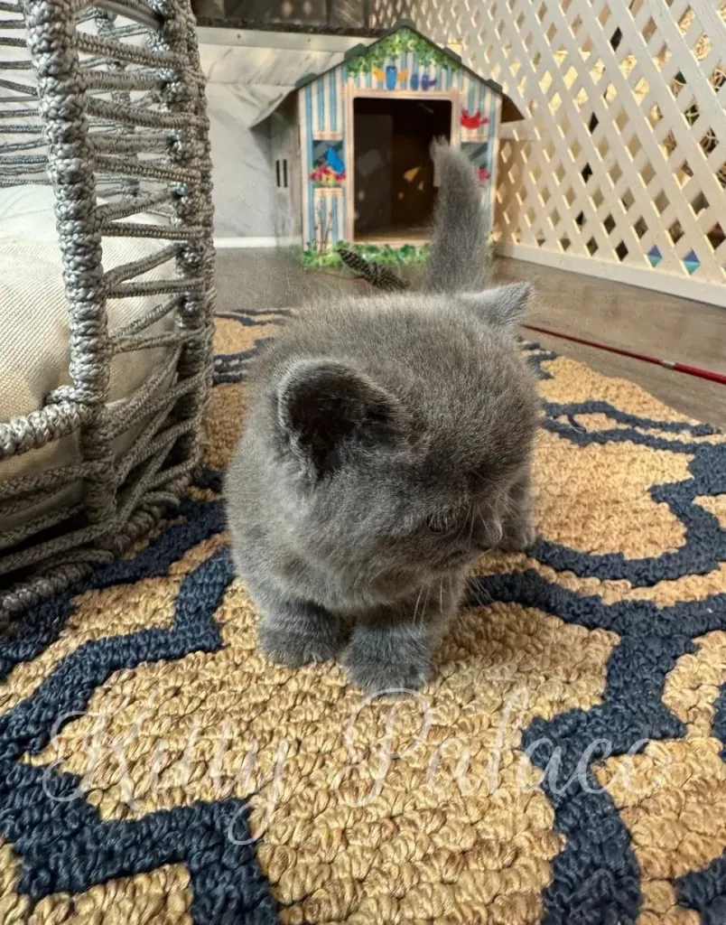 Tiny blue Munchkin kitten standing near cozy wicker chair
