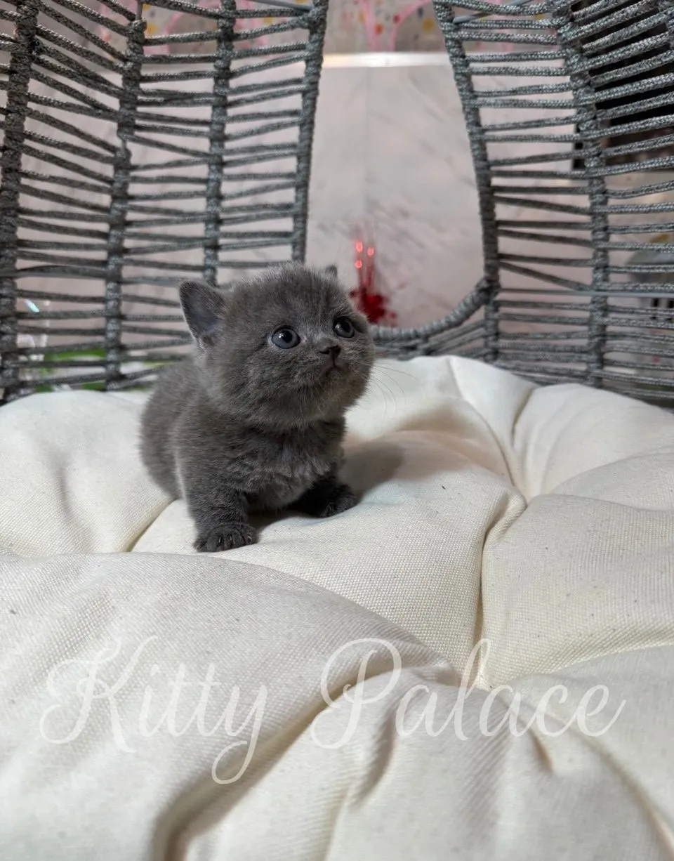 Lily sitting on a white cushion and looking up with curiosity