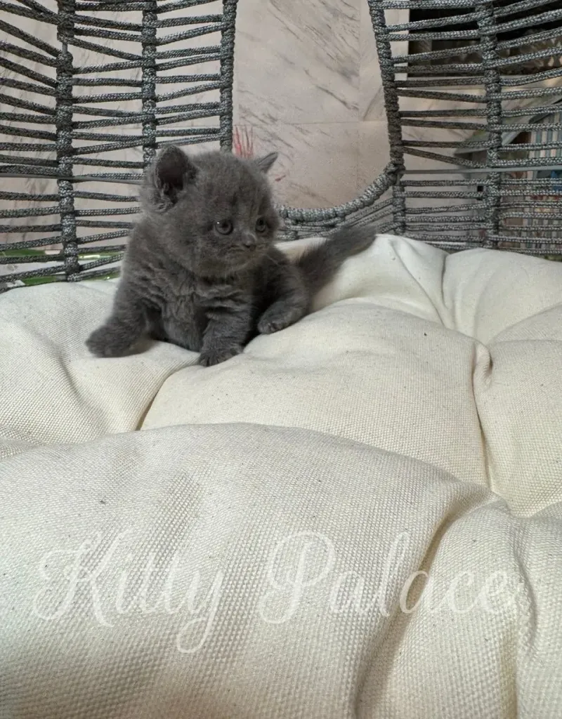 Calm blue Munchkin kitten relaxing in a round basket chair