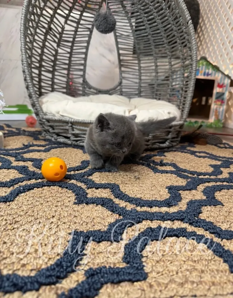 Blue Munchkin cat for sale enjoying playtime with yellow toy
