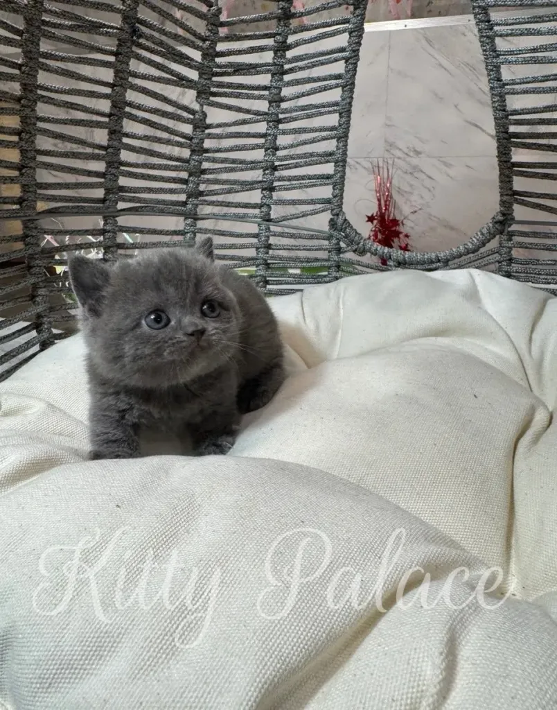 Lily lying on white cushion and watching quietly