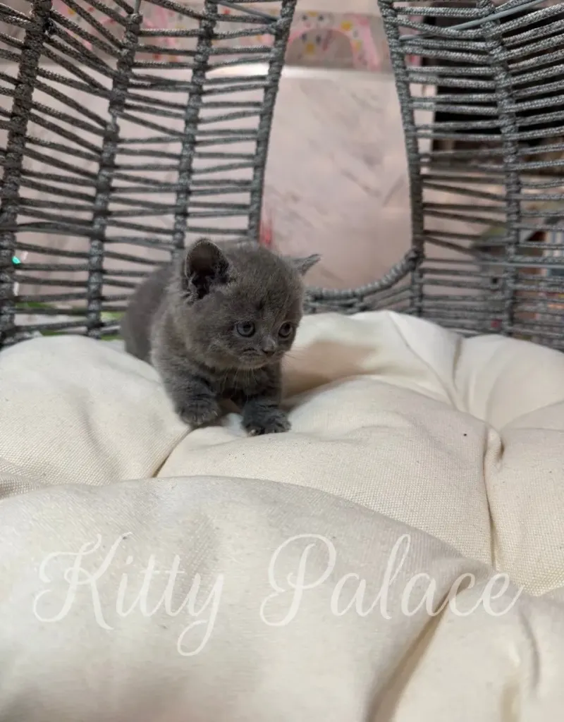Blue Munchkin kitten Lily looking around from her cozy bed