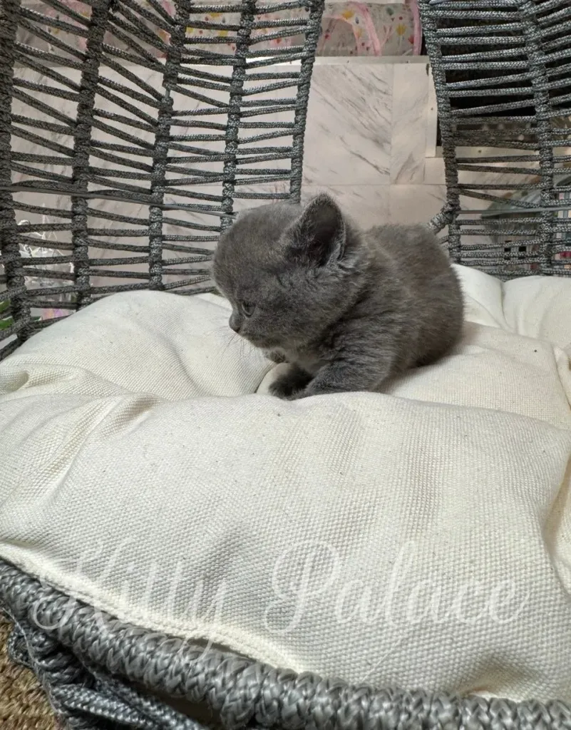 Adorable munchkin cat for sale near me with plush gray coat