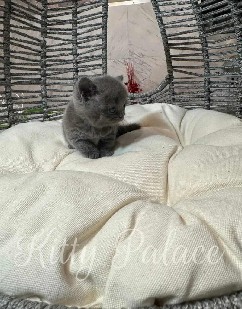 Meet Lily – a blue munchkin cat for sale near me, raised with love