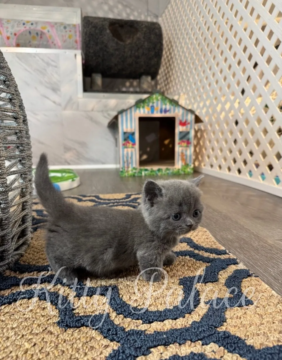 Blue Munchkin kitten for sale playing on soft carpet