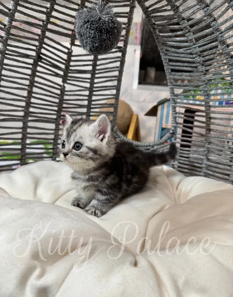 Black silver chinchilla Munchkin kitten, Lucy, staring at something with alert eyes.