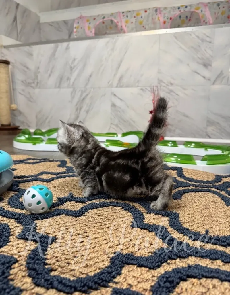 Silver marble kitten stretching curiously near playful blue and white balls.