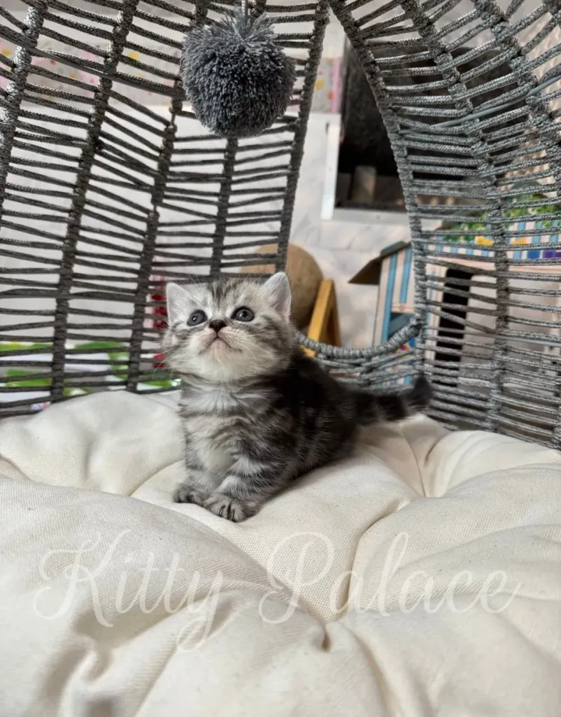 Fluffy short-legged kitten with a sweet face gazing upward.