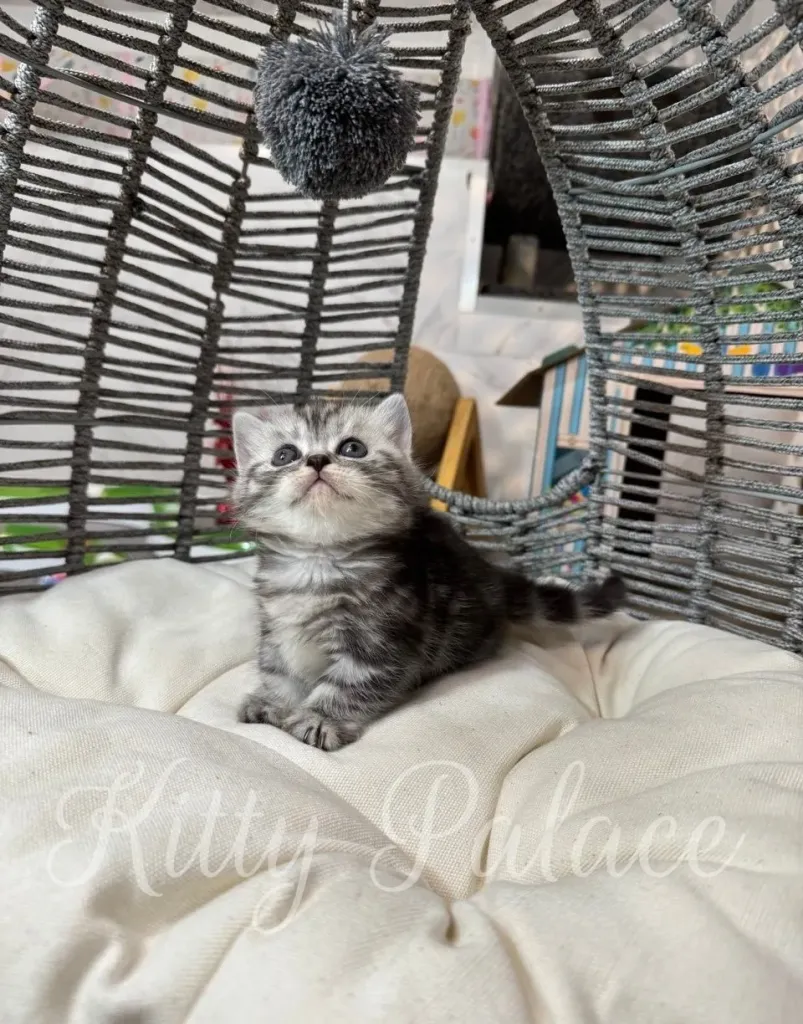 Scottish Munchkin kitten resting calmly on soft bedding.