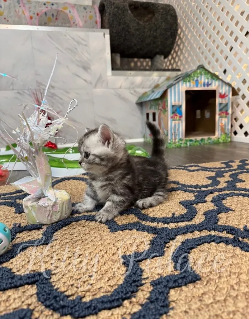 Lucy, our munchkin kitten raised by breeders, investigates shiny ribbon toy.
