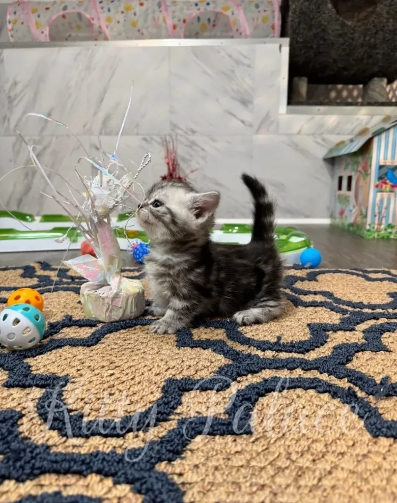 Tiny kitten sniffing a ribbon bow — one of our munchkin kitten breeders' favorite babies.