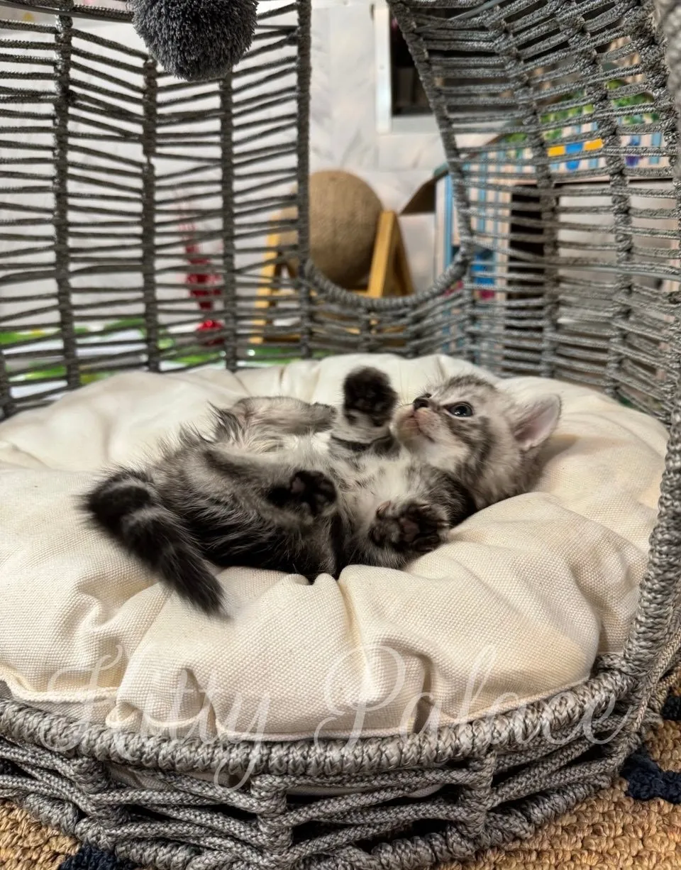 Lucy lying on her back playfully — well-socialized and raised with love.