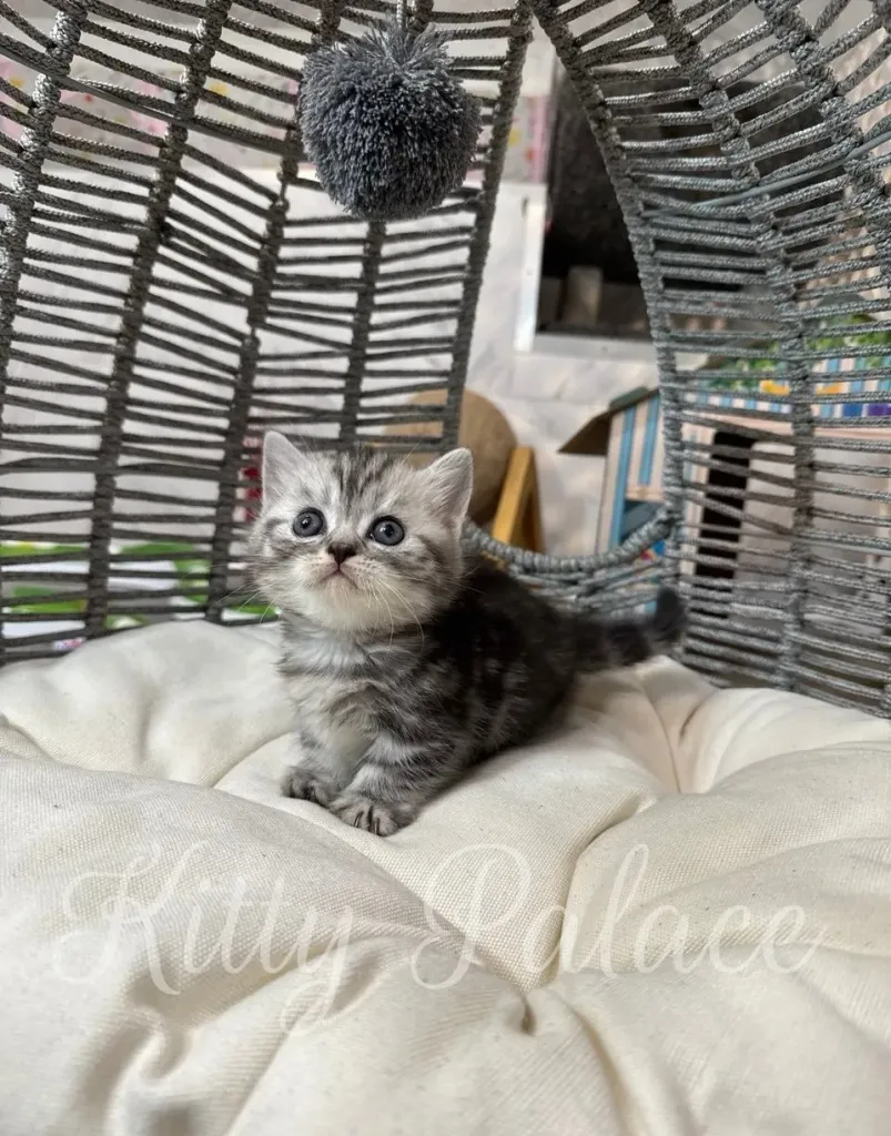 Lucy the kitten in a cozy round chair, looking up at a pompom toy.