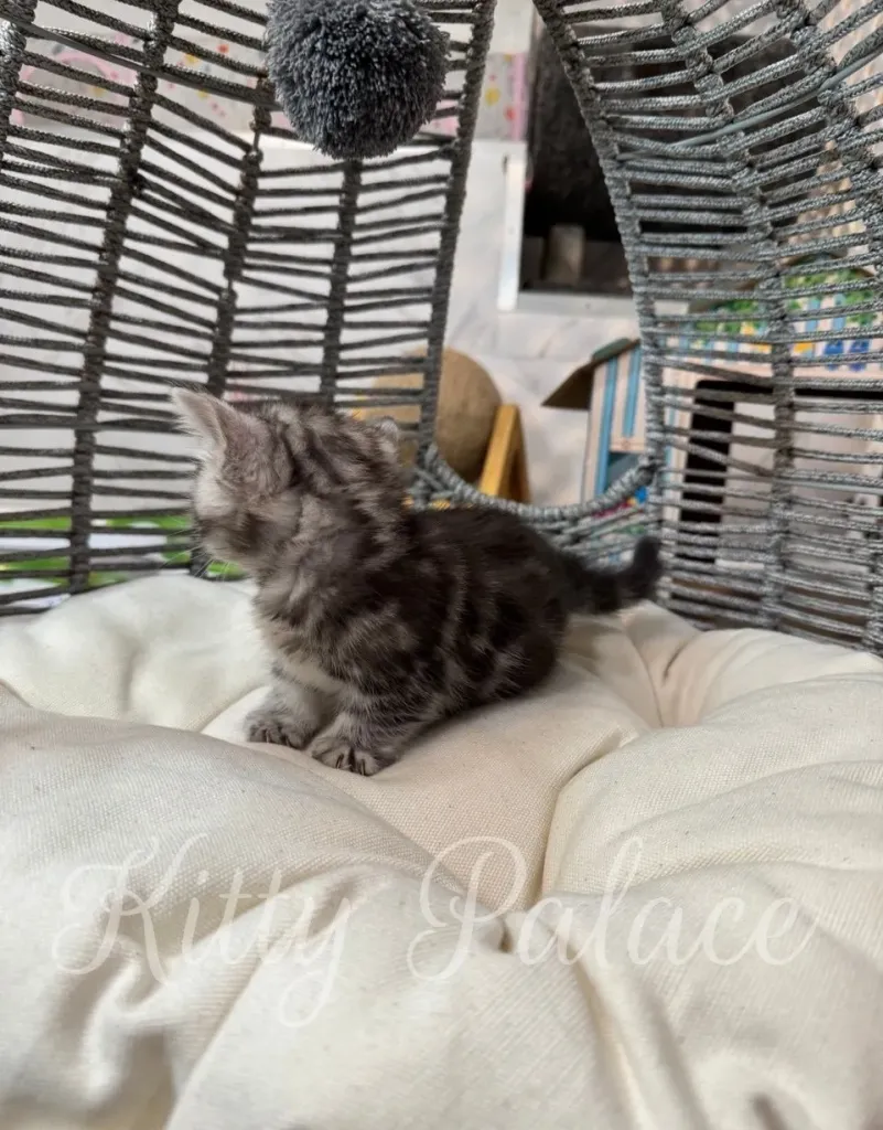 Curious kitten facing away while sitting in a woven cat chair.