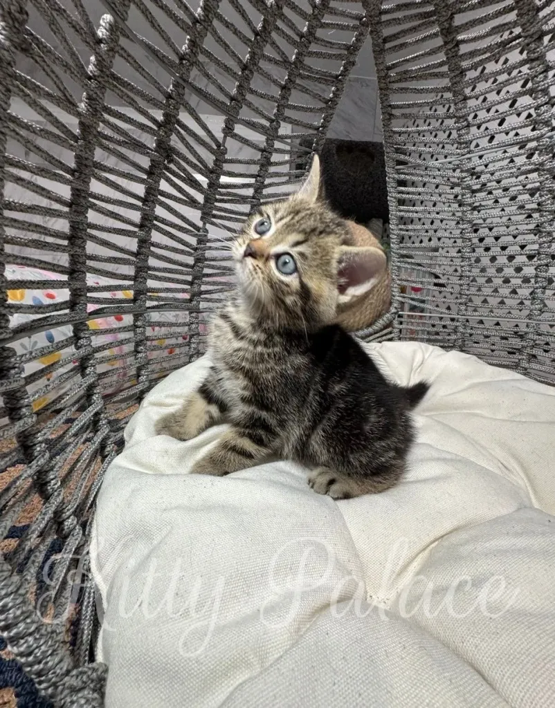 Close-up of Lyon the kitten with blue eyes and golden fur in a modern pet chair