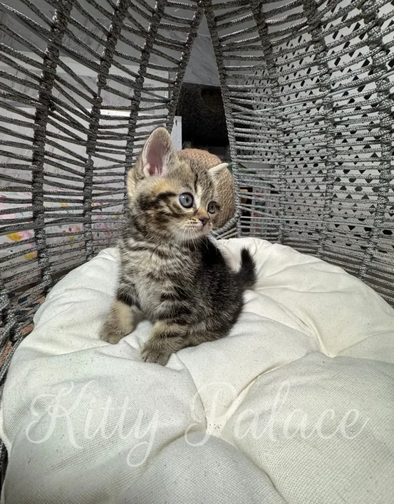 Golden Scottish Straight kitten Lyon sitting attentively in cat pod