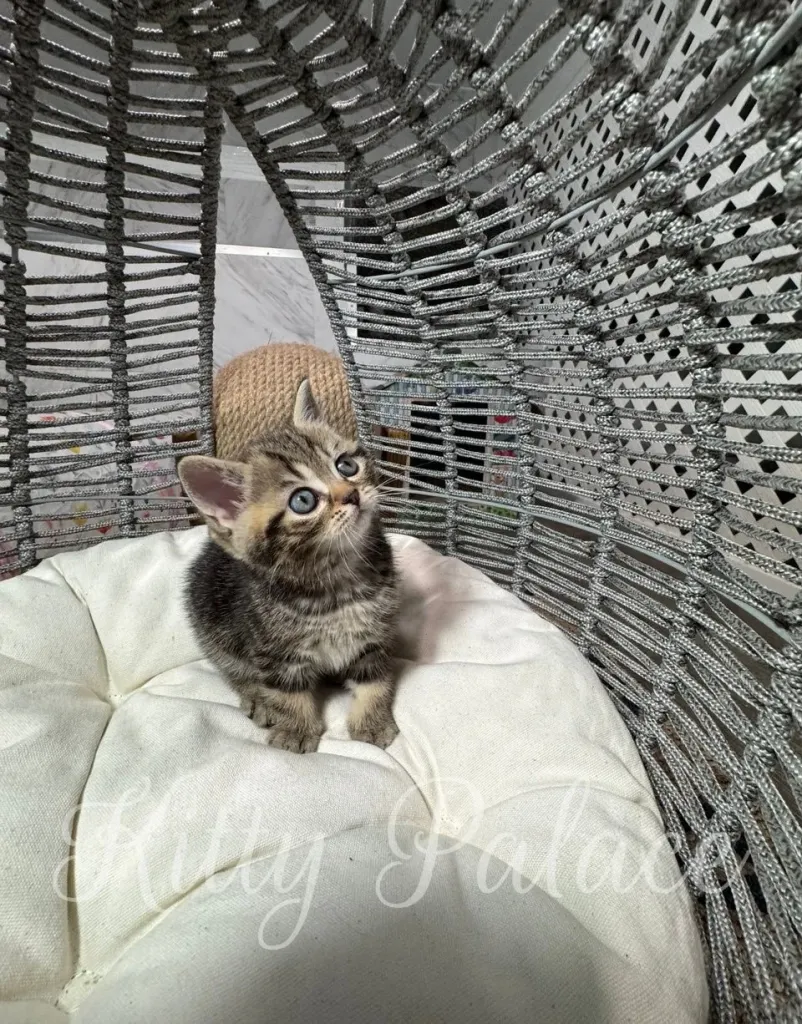 Lyon watching a toy above, captured in soft indoor light