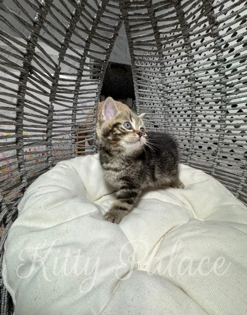 Scottish Straight kitten Lyon stretching and turning curiously