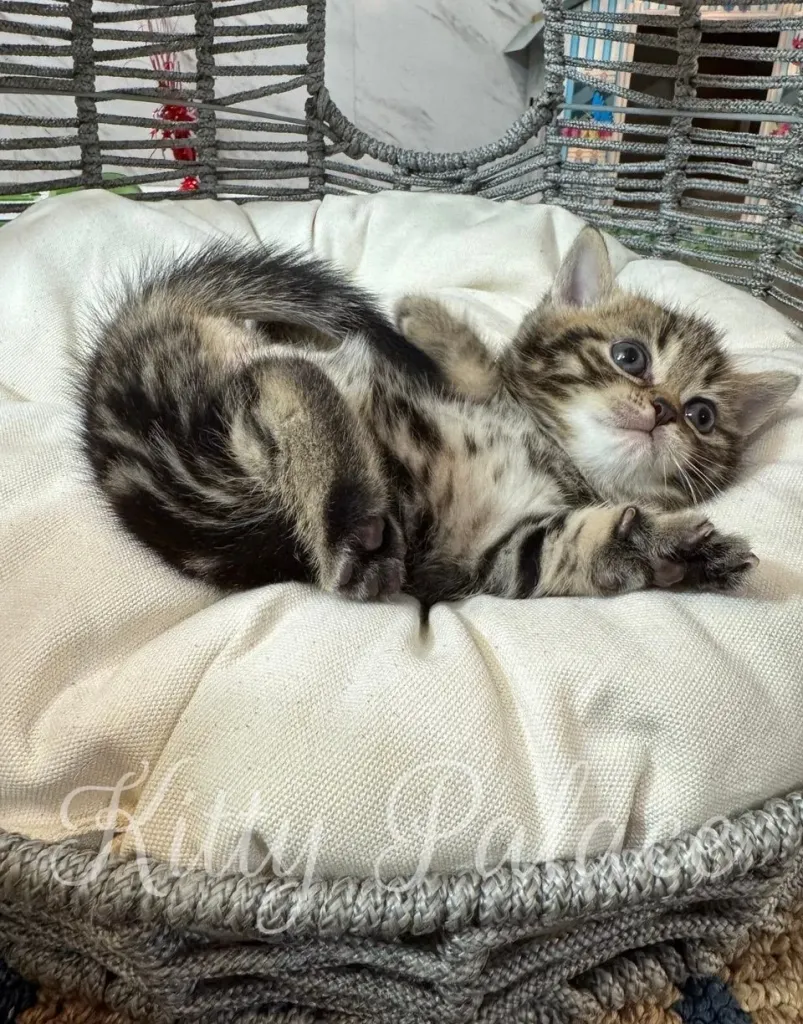 Lyon the kitten lying on his back with tiny paws up, showing off his marble golden coat