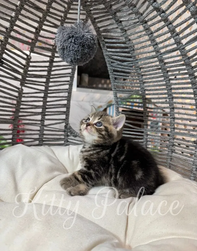 Curious Scottish Straight kitten playing with a pompom in a rattan swing chair