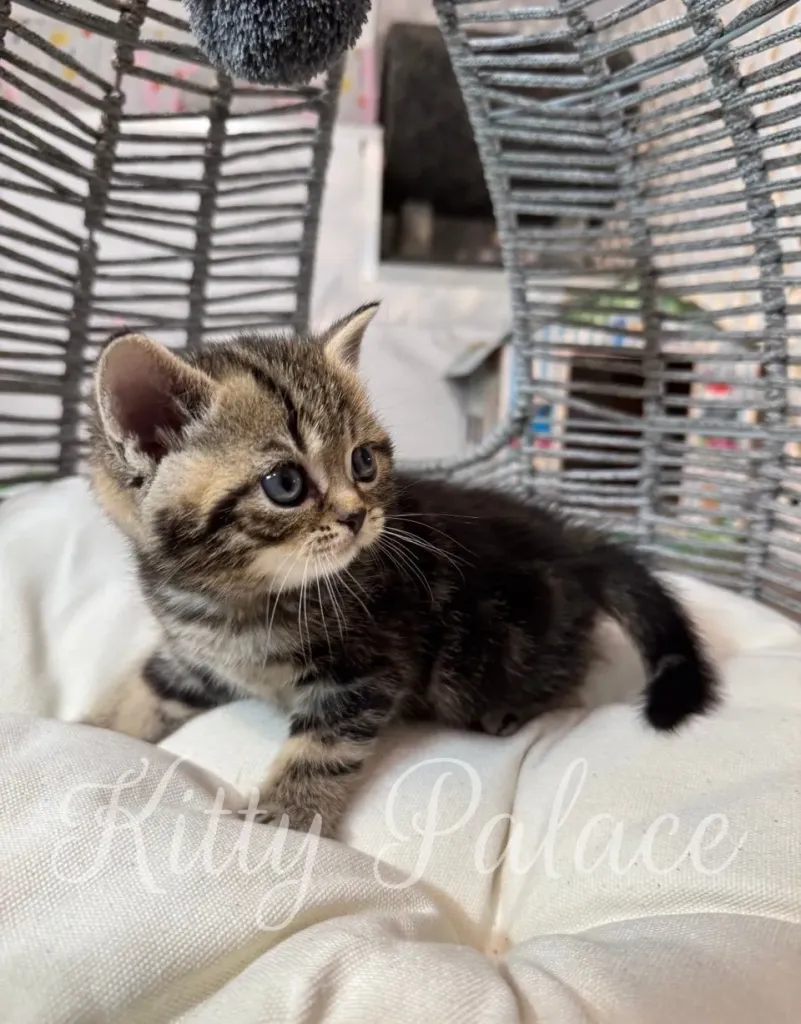Golden black chinchilla kitten Lyon sitting on a white cushion and gazing sideways