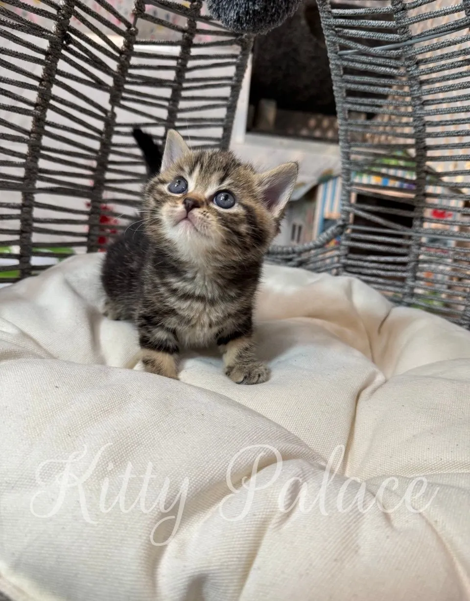 Adorable kitten Lyon watching a fluffy toy above him in a cozy cat nest