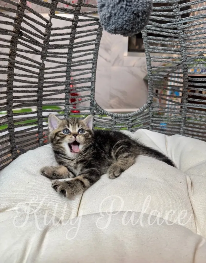 Happy Scottish Straight kitten yawning while lounging on a cushion