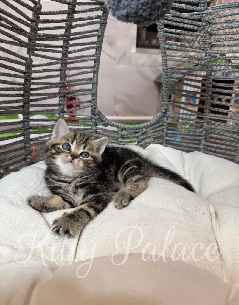 Relaxed kitten Lyon lying down with big round eyes and striped golden fur
