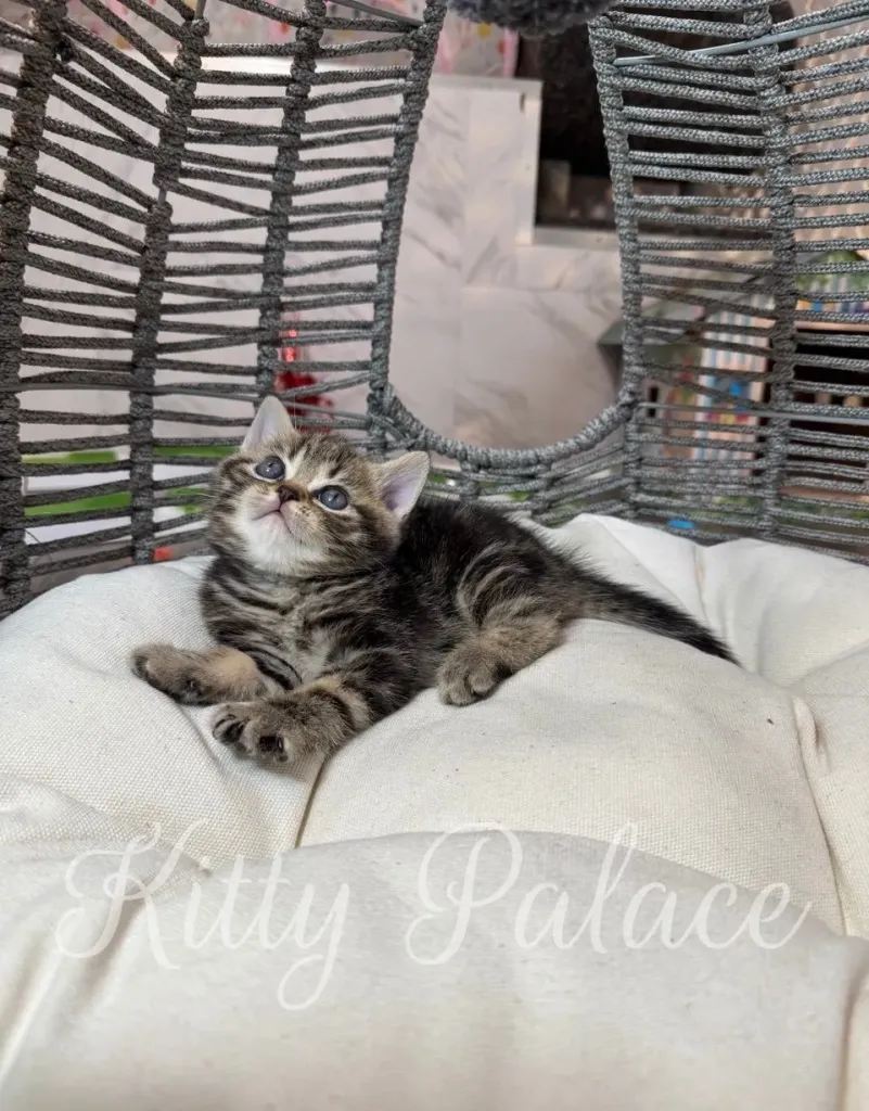 Scottish straight cat price example – Lyon the kitten resting calmly in a white round bed