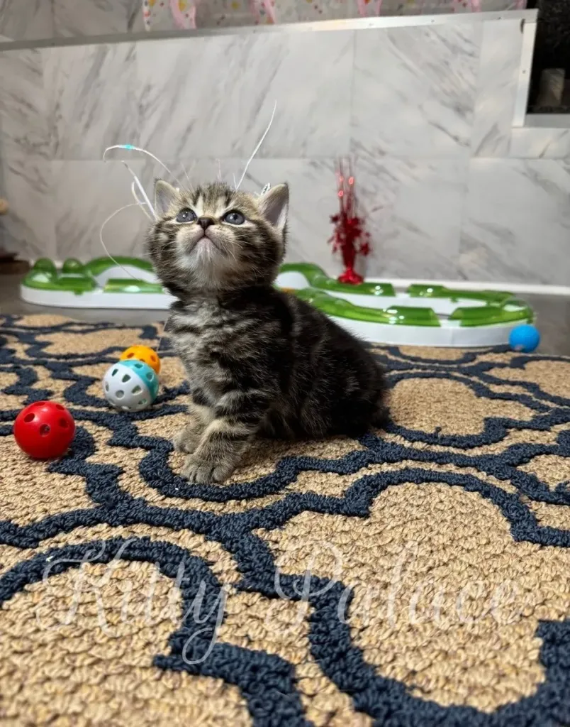 Playful Scottish Straight kitten Lyon looking up surrounded by colorful toys on a soft rug