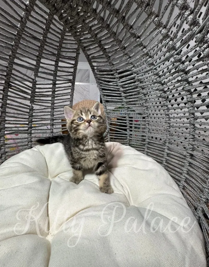 Charming Scottish Straight kitten sitting upright and looking curious in his cozy pod