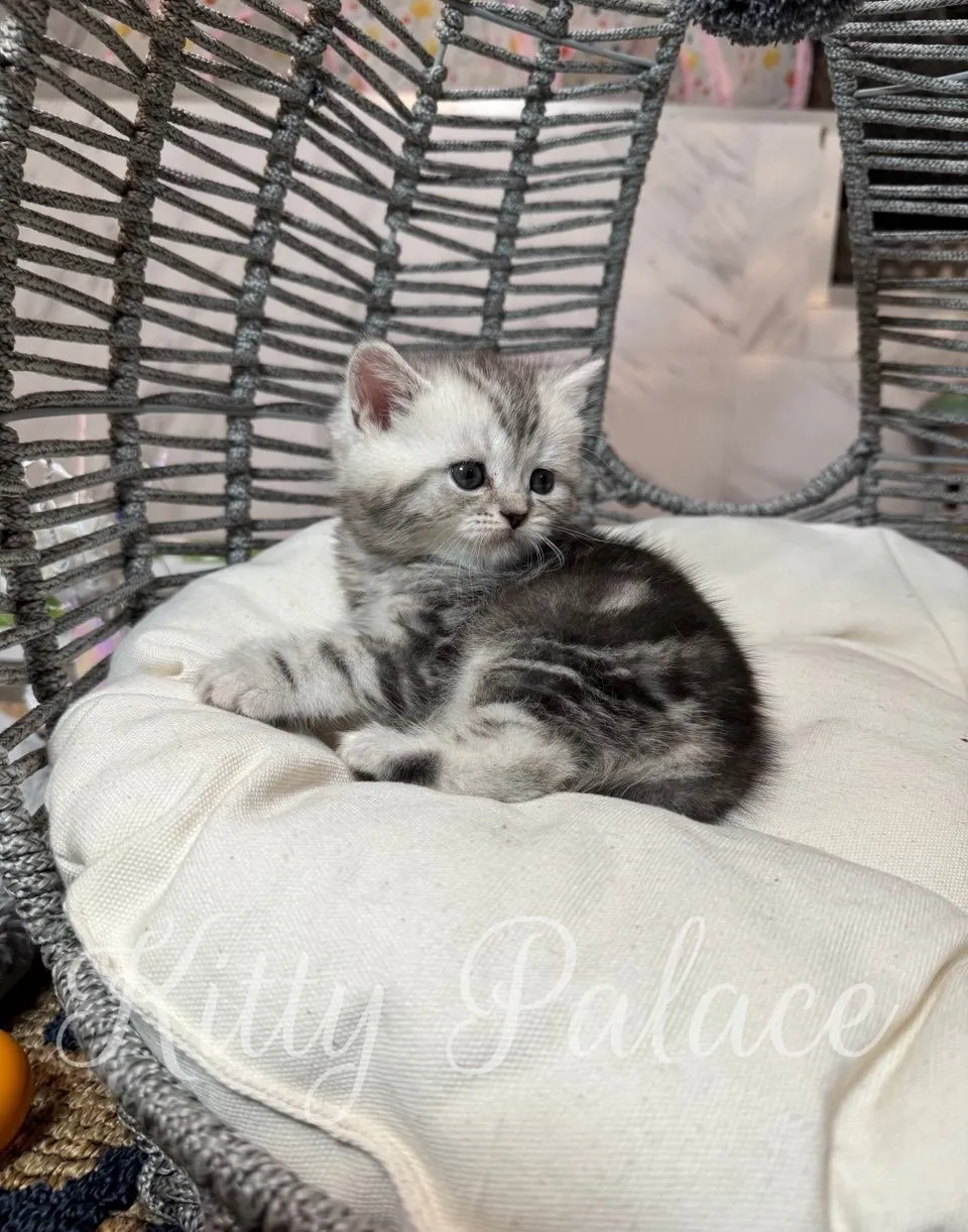 Kitten Oscar watching a fuzzy toy ball in a grey wicker chair