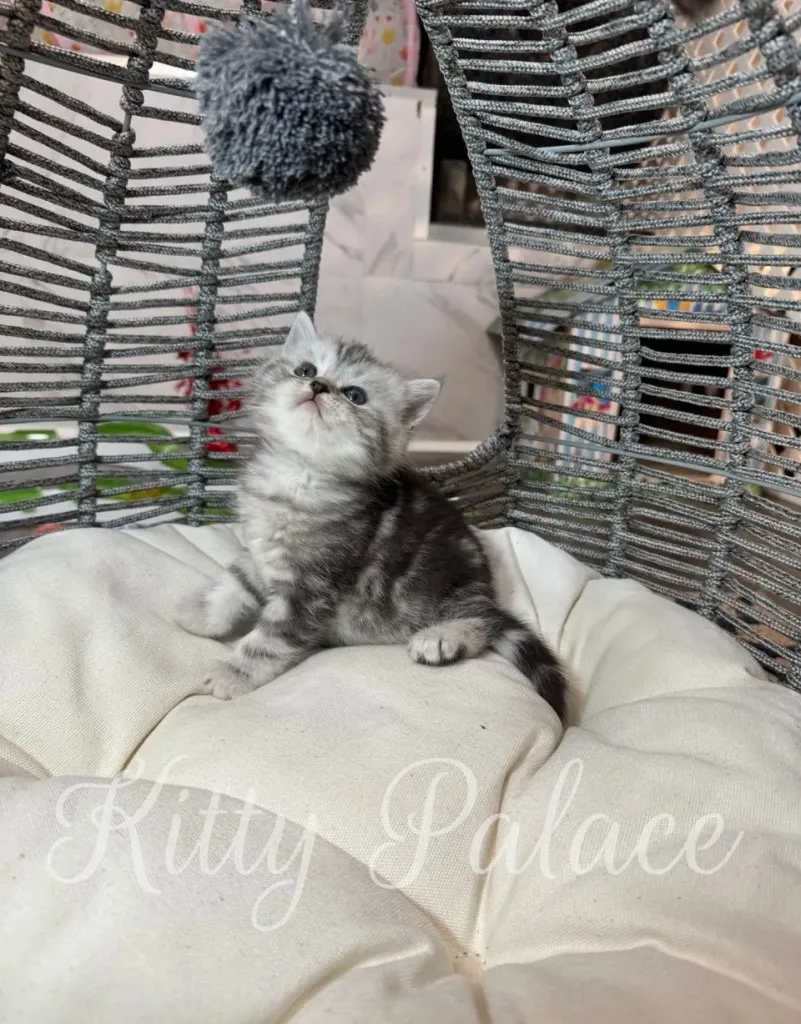 Scottish straights KItten playing next to a hanging toy