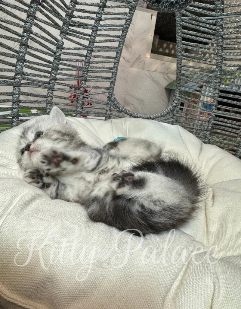 Curious silver tabby kitten exploring soft bedding