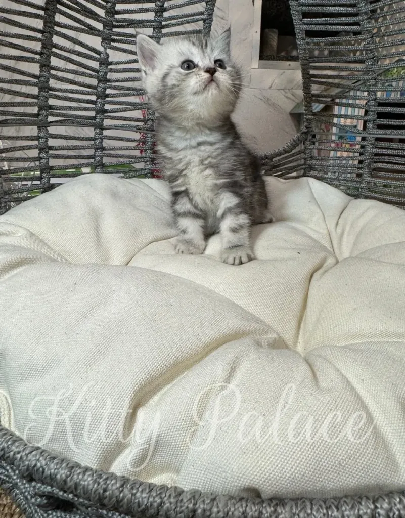 Oscar relaxing in a cozy hanging cat chair