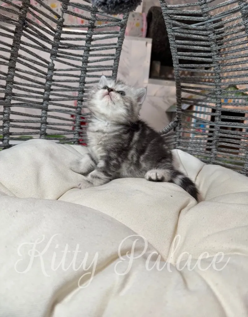Silver marble kitten following a toy ball overhead